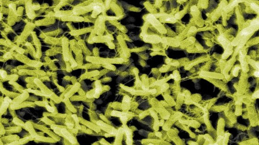 Clostridium Difficile