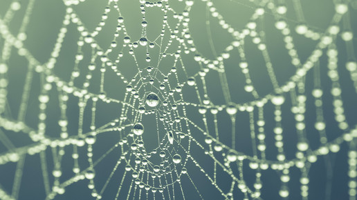 Spinnenseide lässt verletzte Nerven heilen