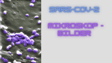Corona unter dem Mikroskop