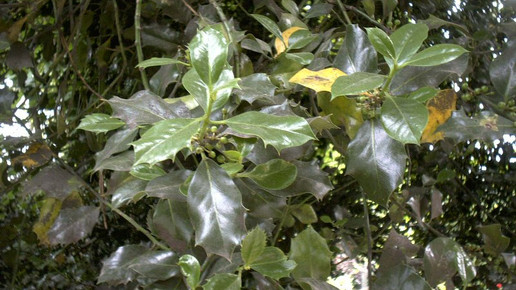 Stechpalme Simplicius wikipedia CC BY SA 3.0