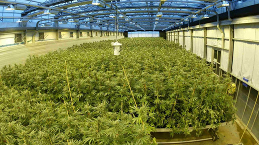 cannabis growingfacility gw