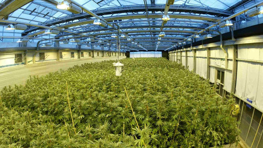 cannabis growingfacility gw