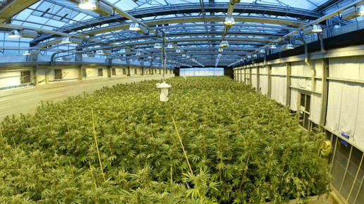 cannabis growingfacility gw