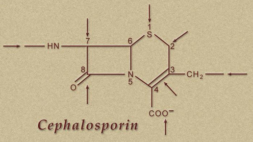 cephalosporin struktur CDC Susan Lindsley