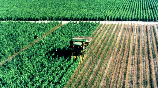 ginkgo ernte feld drwillmarschwabe