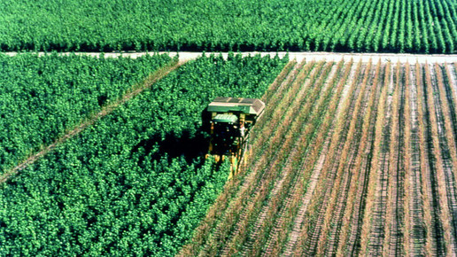ginkgo ernte feld drwillmarschwabe