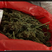Cannabis OMK2-screenshot Ärzte sehen Cannabis-Freigabe kritisch