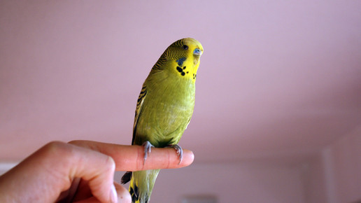 wellensittich finger Schwamma pixelio de