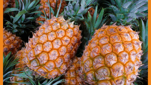 Ananas Maria Lanznaster pixelio.de