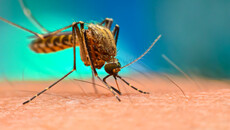 Malaria Mücke
