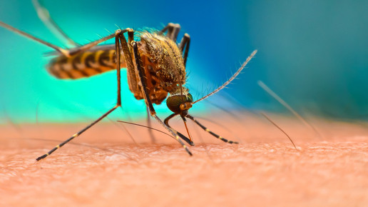 Malaria-Impfstoff mit wohl hoher Wirksamkeit