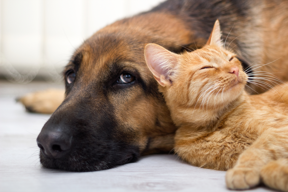 Dolke præmedicinering Indvandring Bayer bringt Condrovet für Hund und Katze | APOTHEKE ADHOC