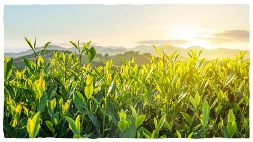 Nahaufnahme junger, grüner Pflanzenblätter auf einem Feld mit Hügeln im Hintergrund, im Morgenlicht der aufgehenden Sonne.